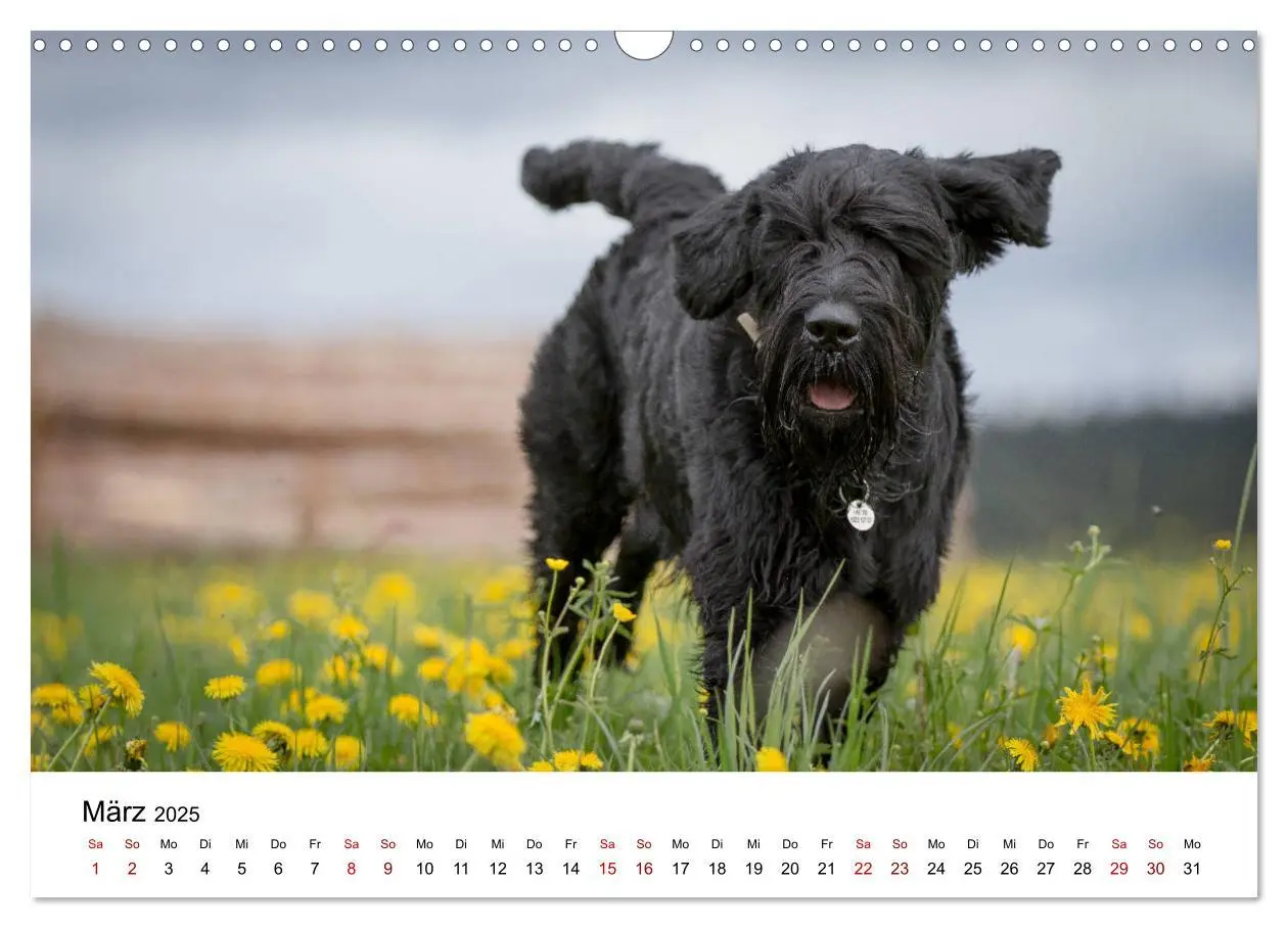 Bild: 9783435424535 | Schnauzer... von Zwergen und Riesen 2025 (Wandkalender 2025 DIN A3...