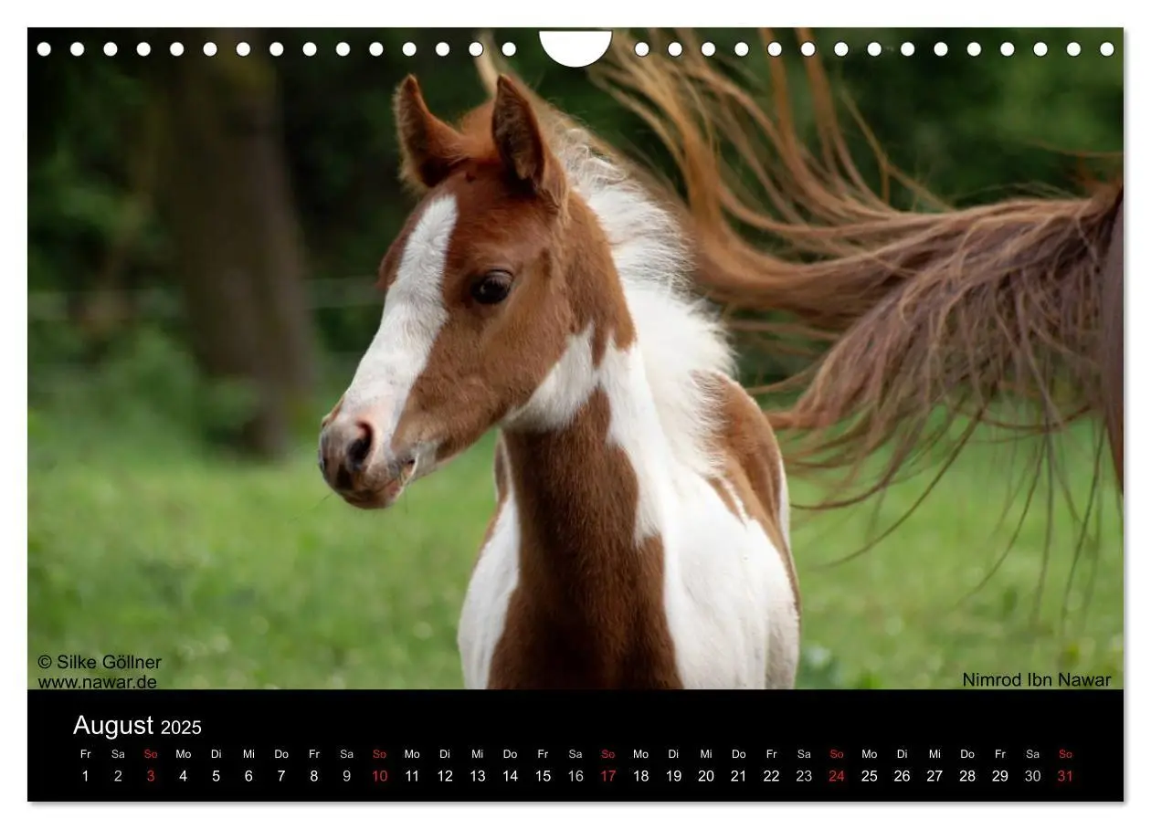 Bild: 9783435804535 | Arabische Fohlen 2025 (Wandkalender 2025 DIN A4 quer), CALVENDO...
