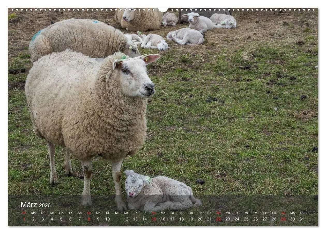 Bild: 9783457984635 | Texel - Meine Insel (Wandkalender 2026 DIN A2 quer), CALVENDO...