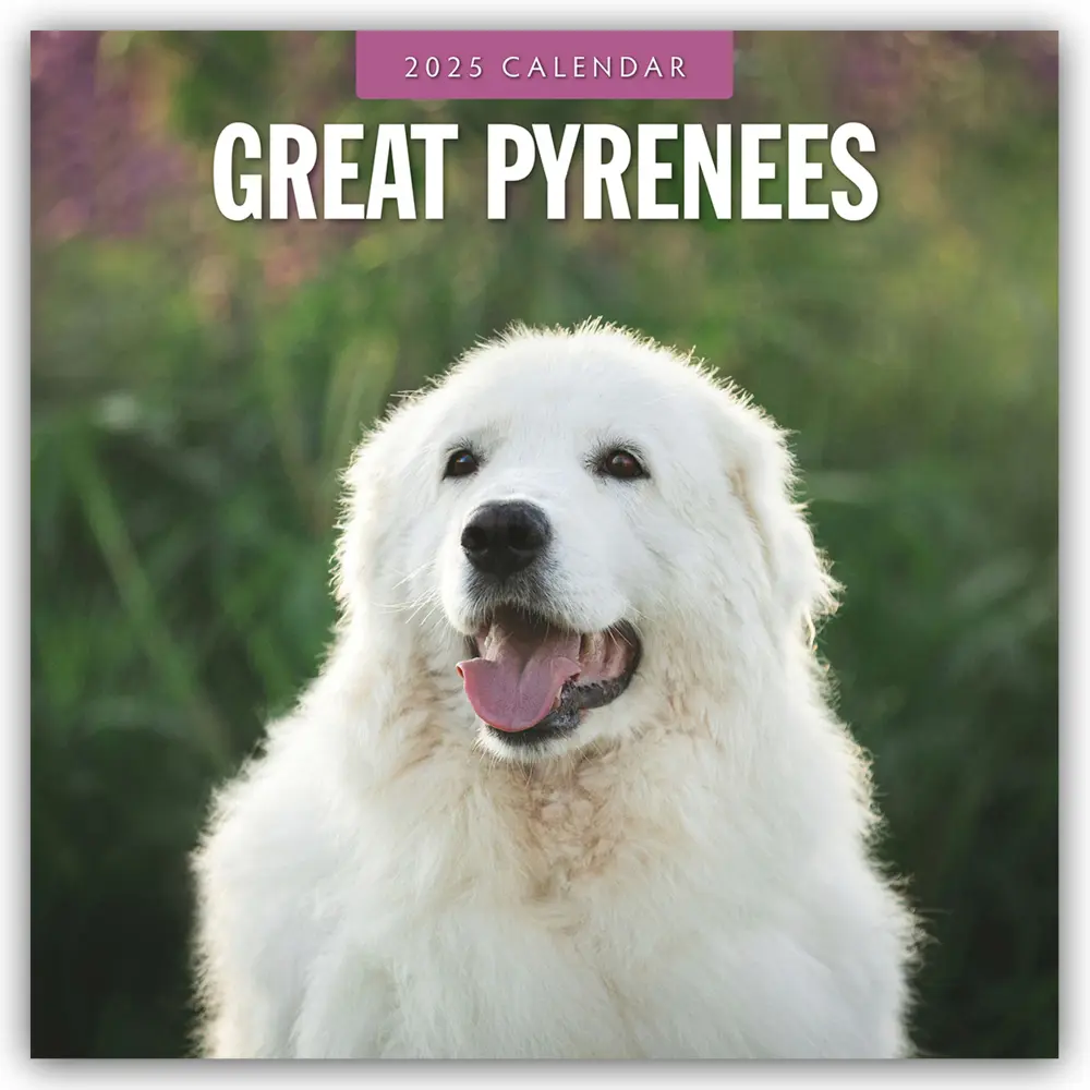 Cover: 9781804424735 | Great Pyrenees - Pyrenäenberghund 2025 - 16-Monatskalender | Ltd