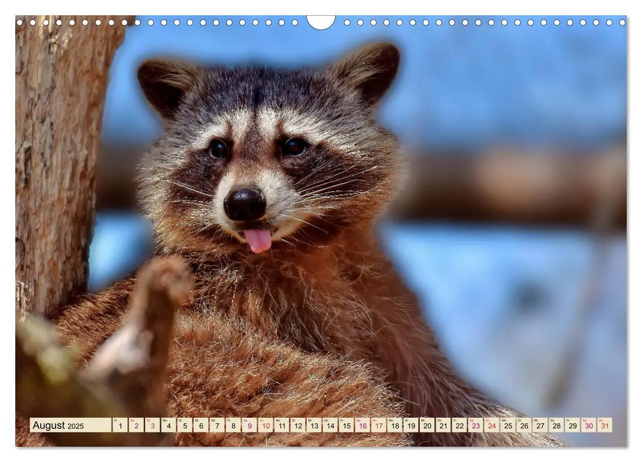 Bild: 9783435334735 | Waschbär - Niedlicher Allesfresser (Wandkalender 2025 DIN A3 quer),...