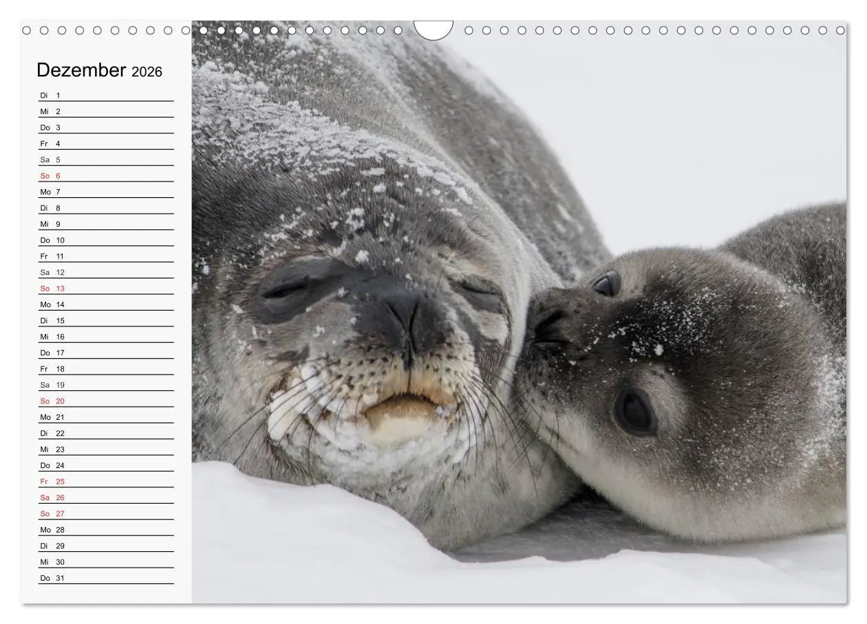 Bild: 9783457974735 | Seehunde und Otter. Putzige Gesellen, perfekte Schwimmer...