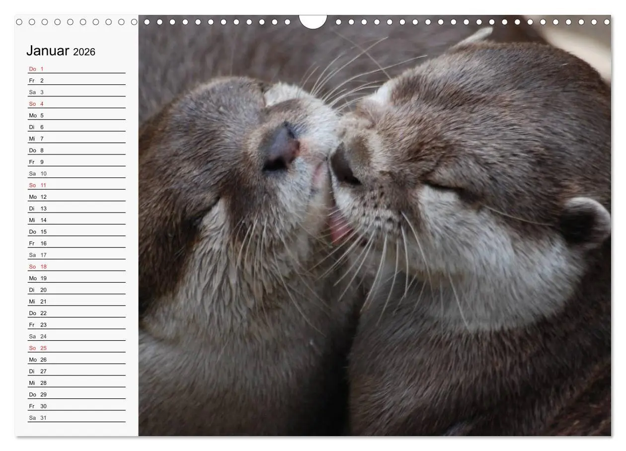 Bild: 9783457974735 | Seehunde und Otter. Putzige Gesellen, perfekte Schwimmer...