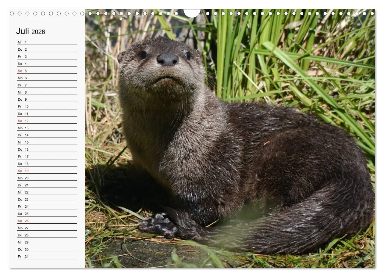 Bild: 9783457974735 | Seehunde und Otter. Putzige Gesellen, perfekte Schwimmer...