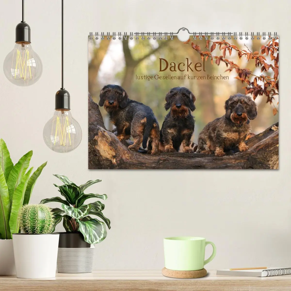Bild: 9783457724835 | Dackel - lustige Gesellen auf kurzen Beinchen (Wandkalender 2026...