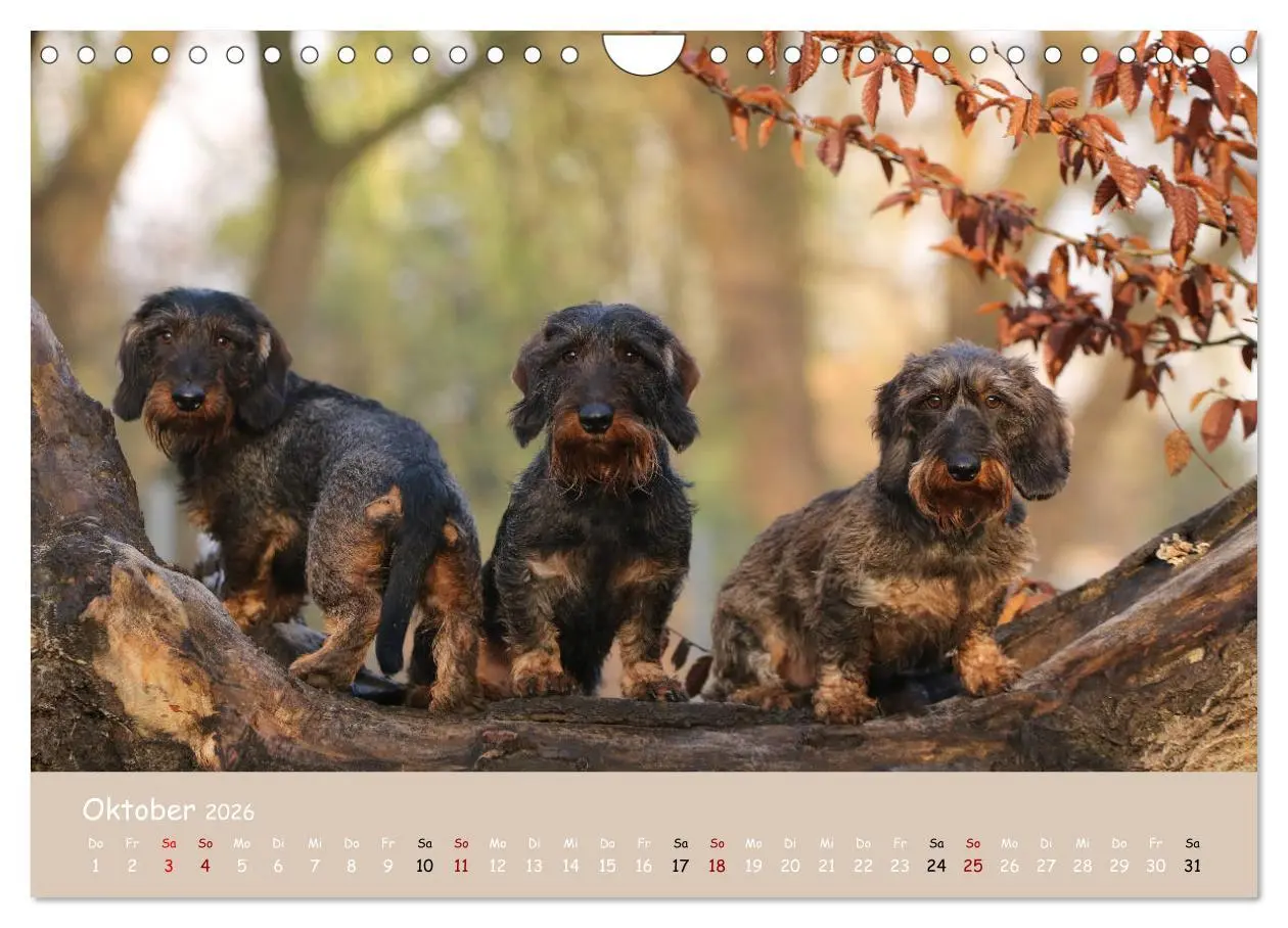 Bild: 9783457724835 | Dackel - lustige Gesellen auf kurzen Beinchen (Wandkalender 2026...