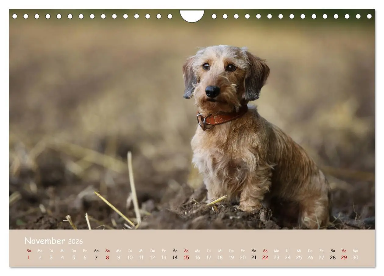 Bild: 9783457724835 | Dackel - lustige Gesellen auf kurzen Beinchen (Wandkalender 2026...