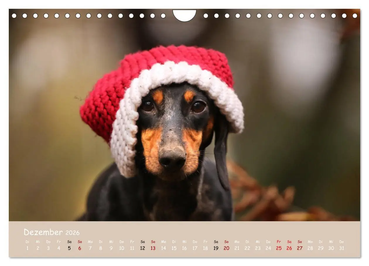 Bild: 9783457724835 | Dackel - lustige Gesellen auf kurzen Beinchen (Wandkalender 2026...