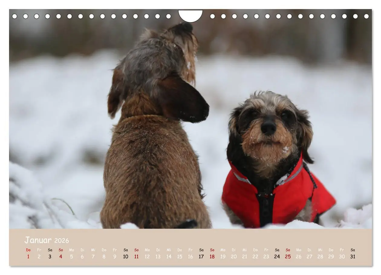 Bild: 9783457724835 | Dackel - lustige Gesellen auf kurzen Beinchen (Wandkalender 2026...