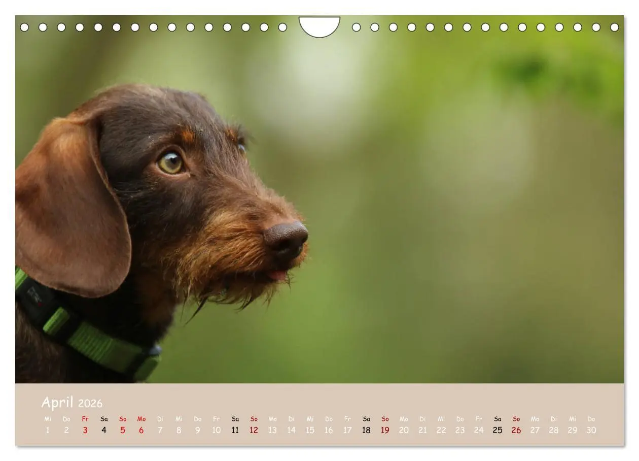 Bild: 9783457724835 | Dackel - lustige Gesellen auf kurzen Beinchen (Wandkalender 2026...