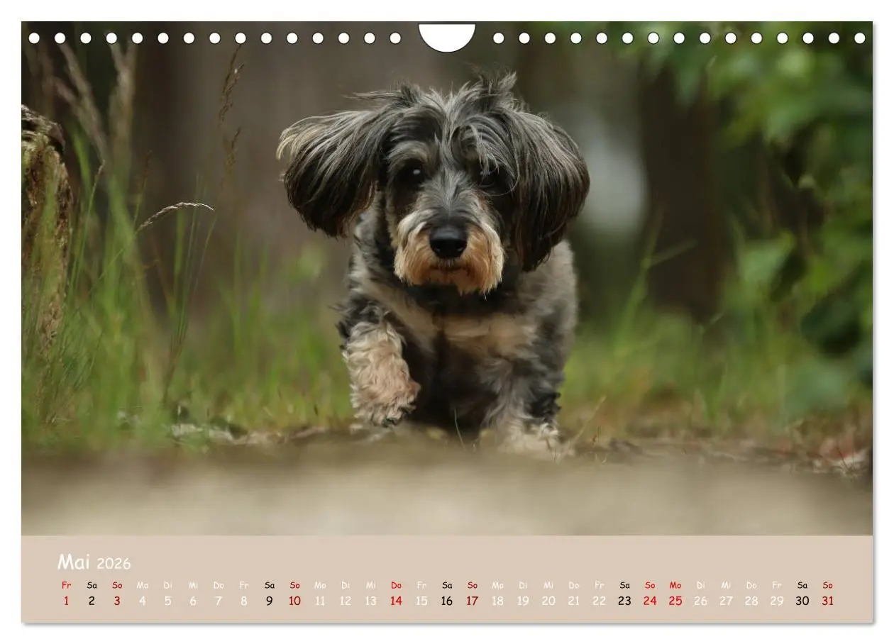 Bild: 9783457724835 | Dackel - lustige Gesellen auf kurzen Beinchen (Wandkalender 2026...