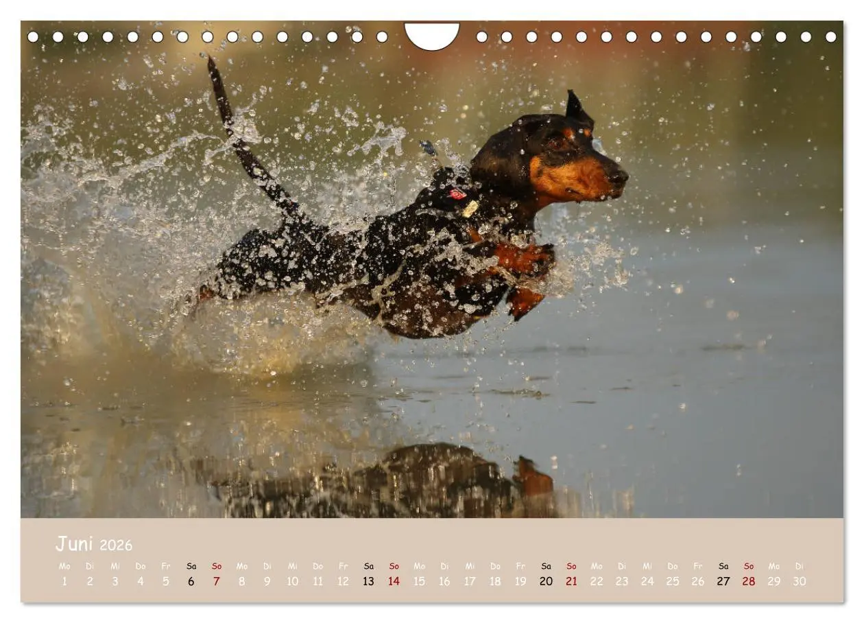 Bild: 9783457724835 | Dackel - lustige Gesellen auf kurzen Beinchen (Wandkalender 2026...