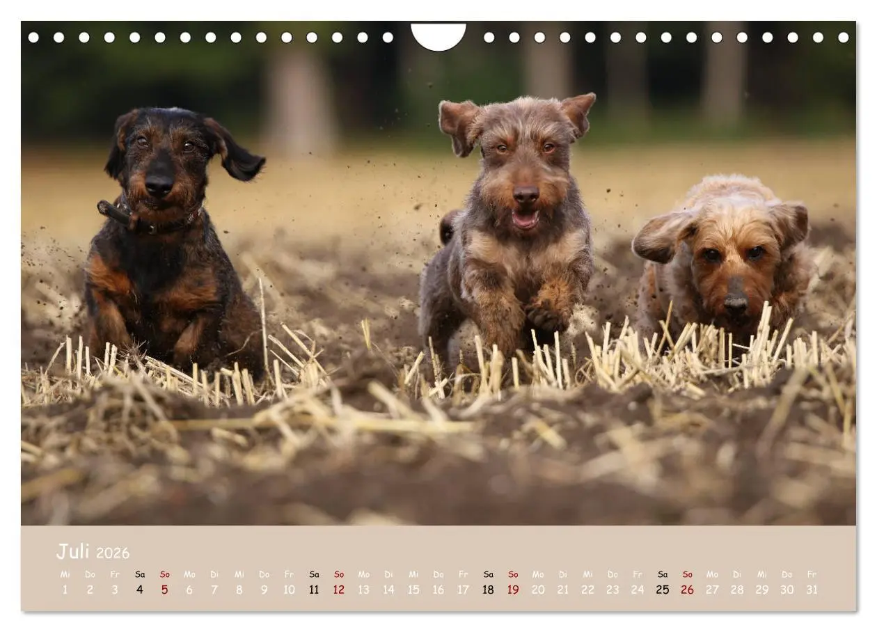 Bild: 9783457724835 | Dackel - lustige Gesellen auf kurzen Beinchen (Wandkalender 2026...