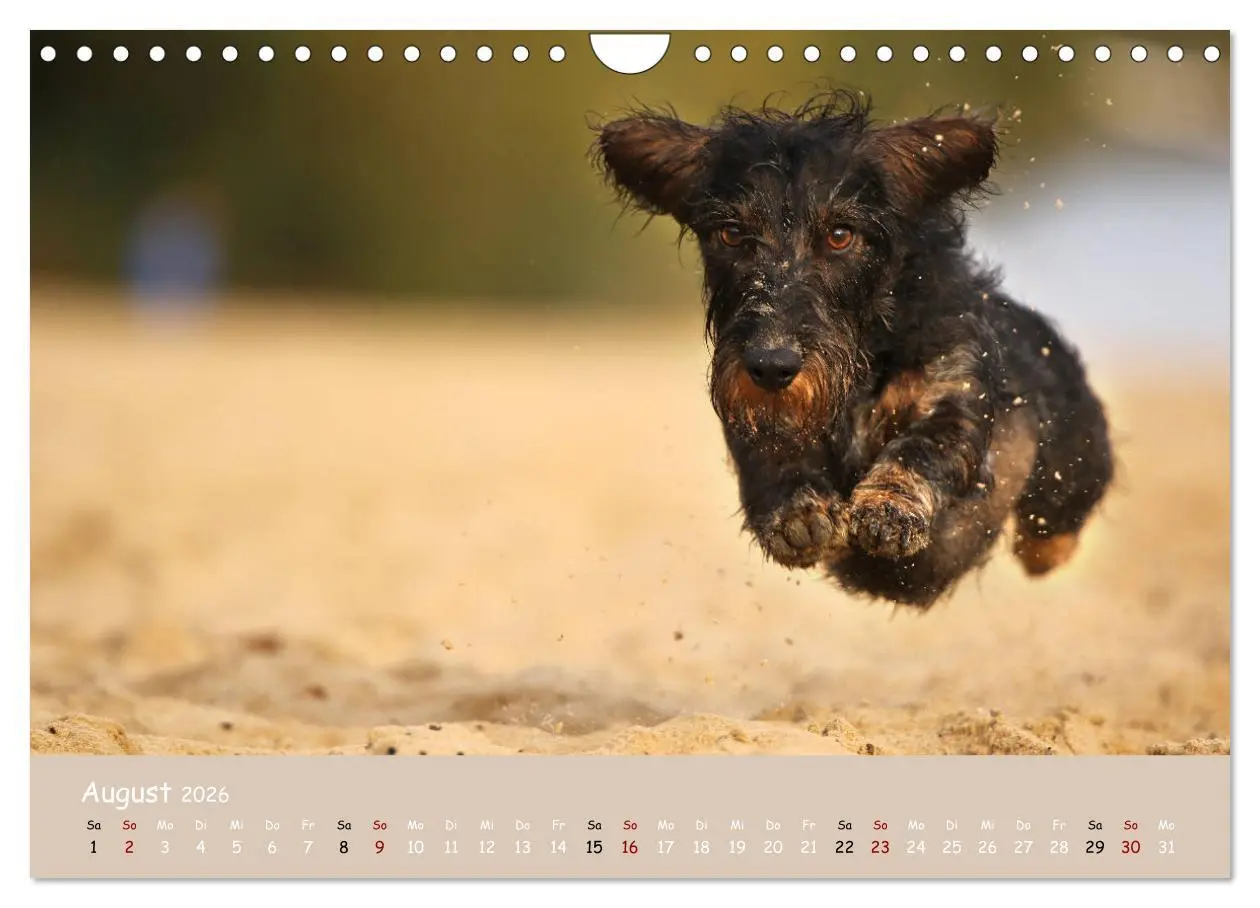 Bild: 9783457724835 | Dackel - lustige Gesellen auf kurzen Beinchen (Wandkalender 2026...