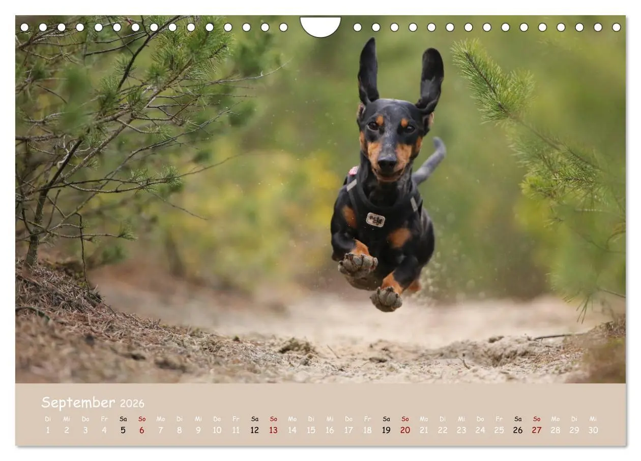 Bild: 9783457724835 | Dackel - lustige Gesellen auf kurzen Beinchen (Wandkalender 2026...