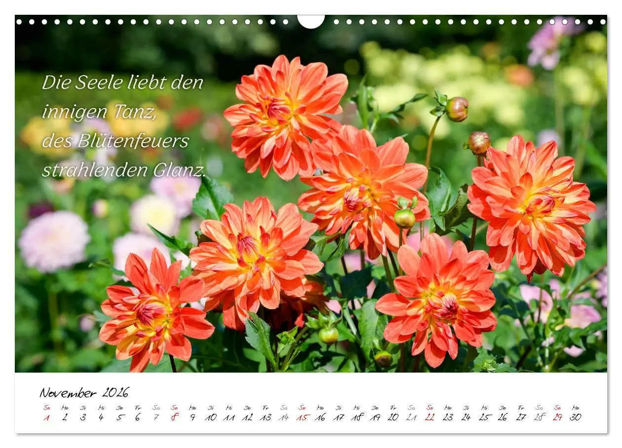 Bild: 9783457465035 | Dahlien Poesie (Wandkalender 2026 DIN A3 quer), CALVENDO...