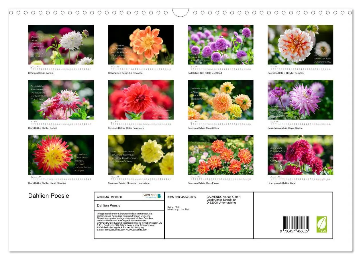 Bild: 9783457465035 | Dahlien Poesie (Wandkalender 2026 DIN A3 quer), CALVENDO...