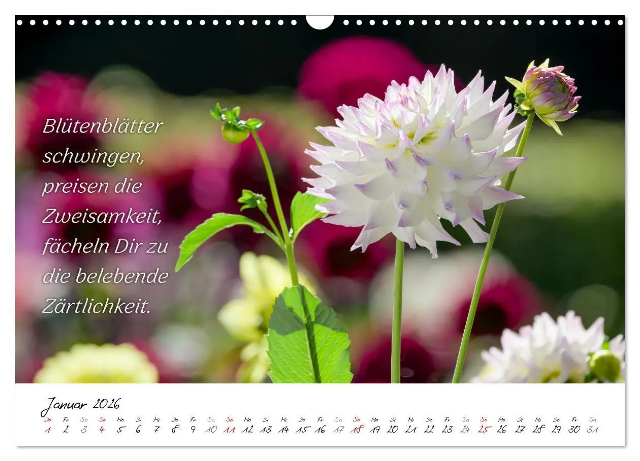 Bild: 9783457465035 | Dahlien Poesie (Wandkalender 2026 DIN A3 quer), CALVENDO...