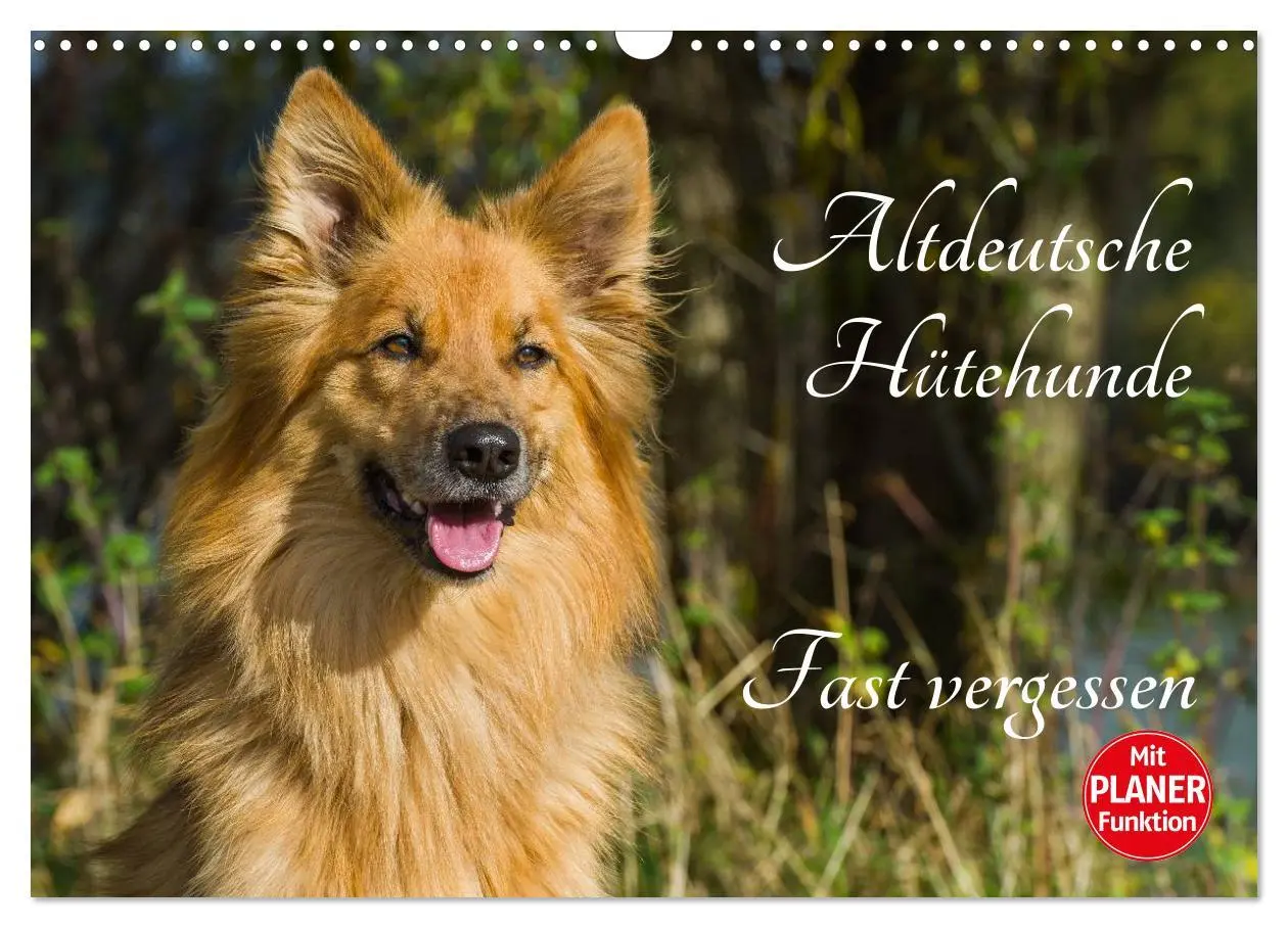 Cover: 9783516005035 | Altdeutsche Hütehunde - Fast vergessen (Wandkalender 2026 DIN A3...