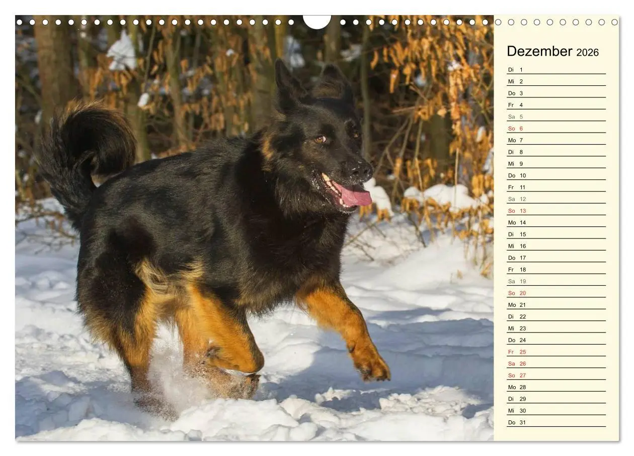 Bild: 9783516005035 | Altdeutsche Hütehunde - Fast vergessen (Wandkalender 2026 DIN A3...