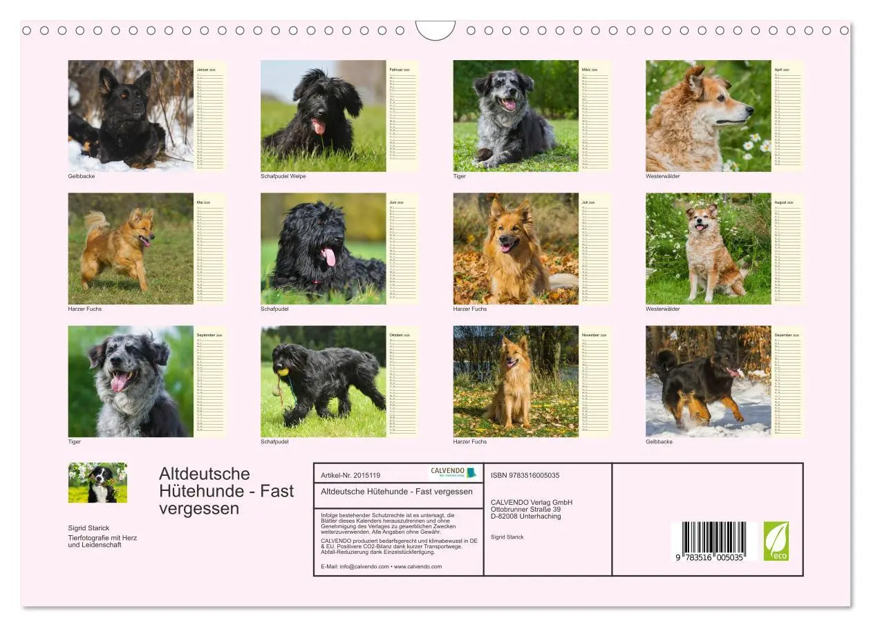 Bild: 9783516005035 | Altdeutsche Hütehunde - Fast vergessen (Wandkalender 2026 DIN A3...