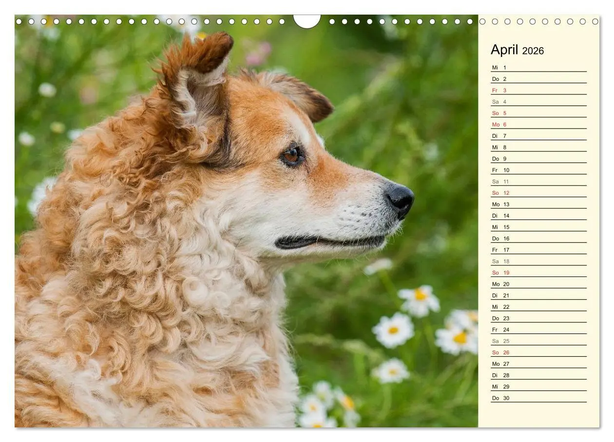 Bild: 9783516005035 | Altdeutsche Hütehunde - Fast vergessen (Wandkalender 2026 DIN A3...