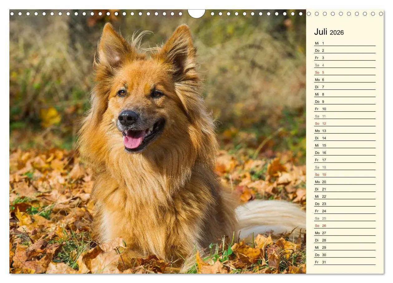Bild: 9783516005035 | Altdeutsche Hütehunde - Fast vergessen (Wandkalender 2026 DIN A3...