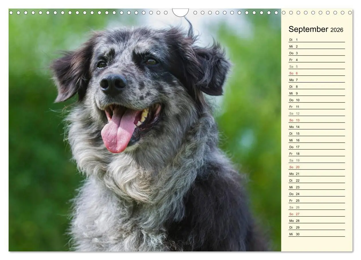 Bild: 9783516005035 | Altdeutsche Hütehunde - Fast vergessen (Wandkalender 2026 DIN A3...