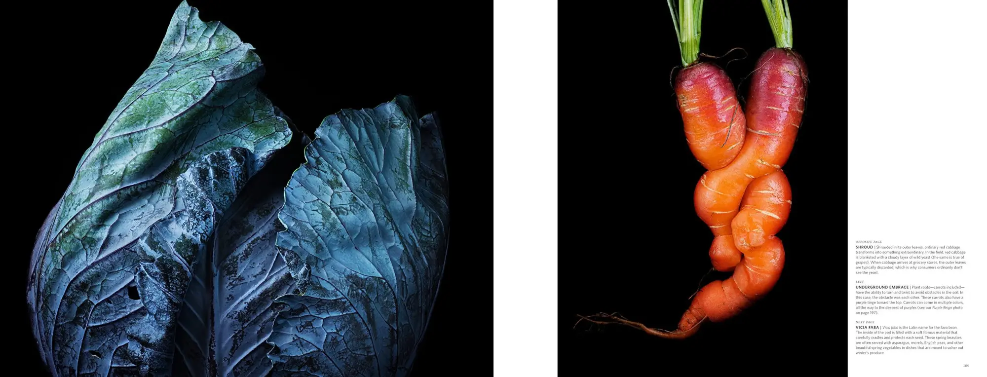 Bild: 9781737995135 | Food &amp; Drink | Modernist Cuisine Photography | Nathan Myhrvold | Buch