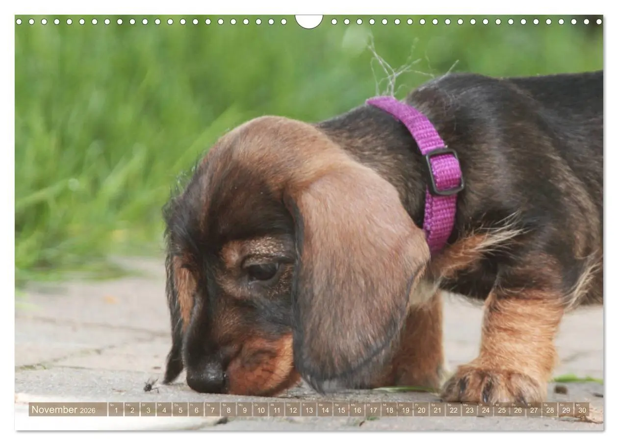 Bild: 9783457695135 | Rauhaarige Welpenstube (Wandkalender 2026 DIN A3 quer), CALVENDO...