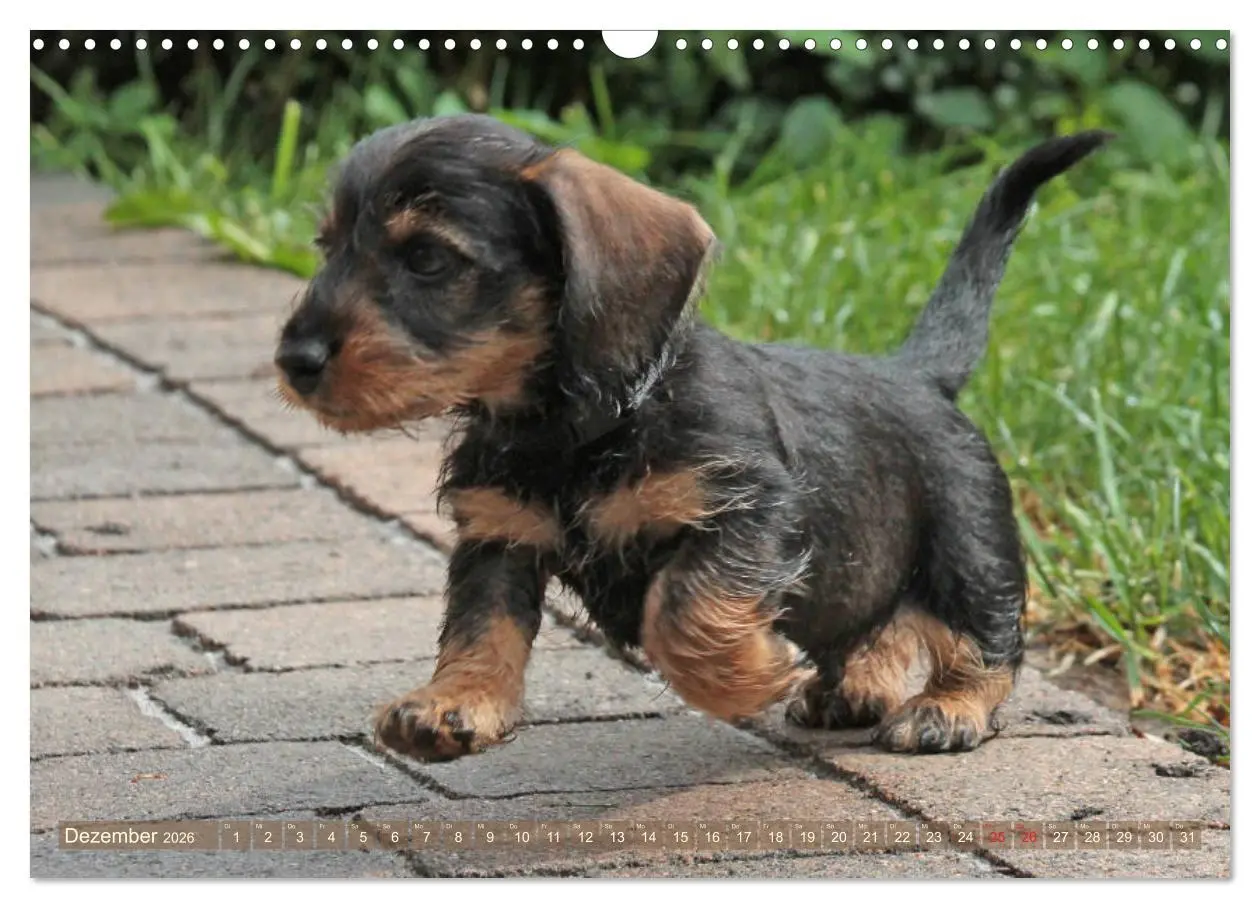 Bild: 9783457695135 | Rauhaarige Welpenstube (Wandkalender 2026 DIN A3 quer), CALVENDO...