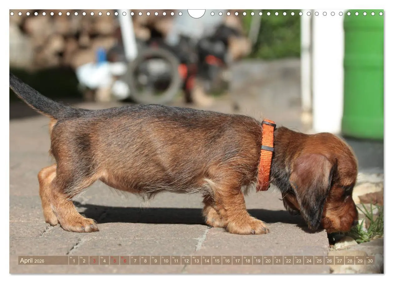 Bild: 9783457695135 | Rauhaarige Welpenstube (Wandkalender 2026 DIN A3 quer), CALVENDO...