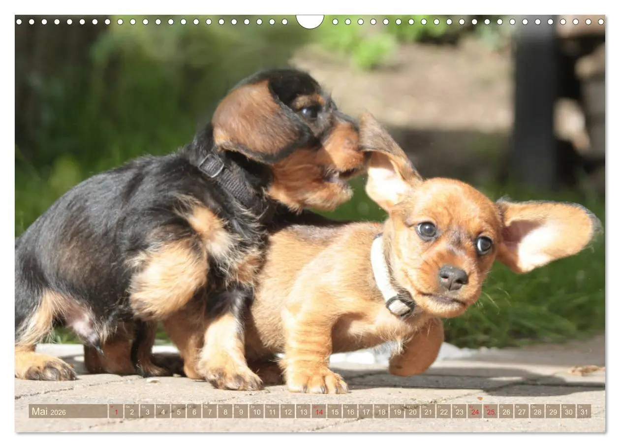 Bild: 9783457695135 | Rauhaarige Welpenstube (Wandkalender 2026 DIN A3 quer), CALVENDO...