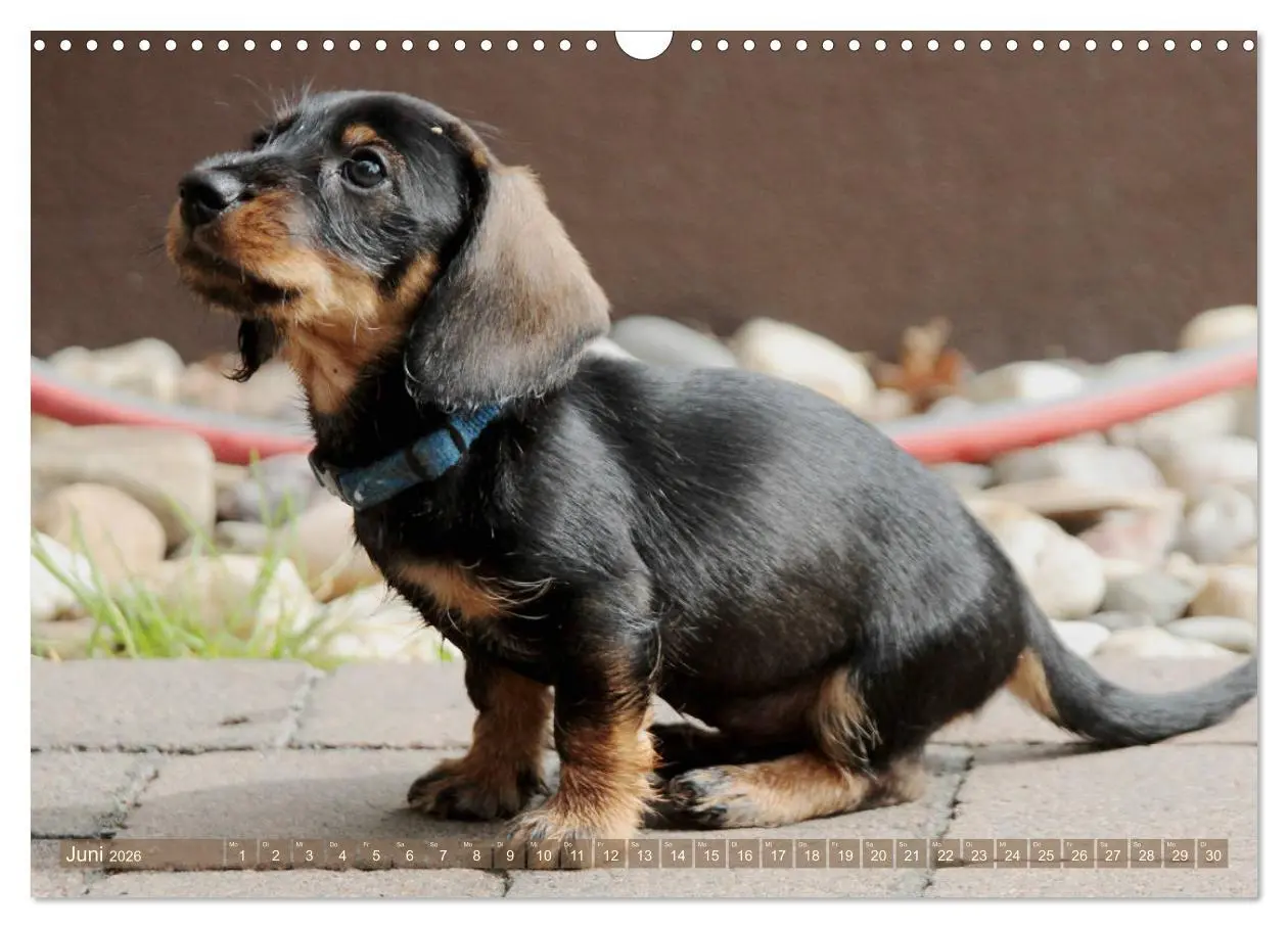 Bild: 9783457695135 | Rauhaarige Welpenstube (Wandkalender 2026 DIN A3 quer), CALVENDO...