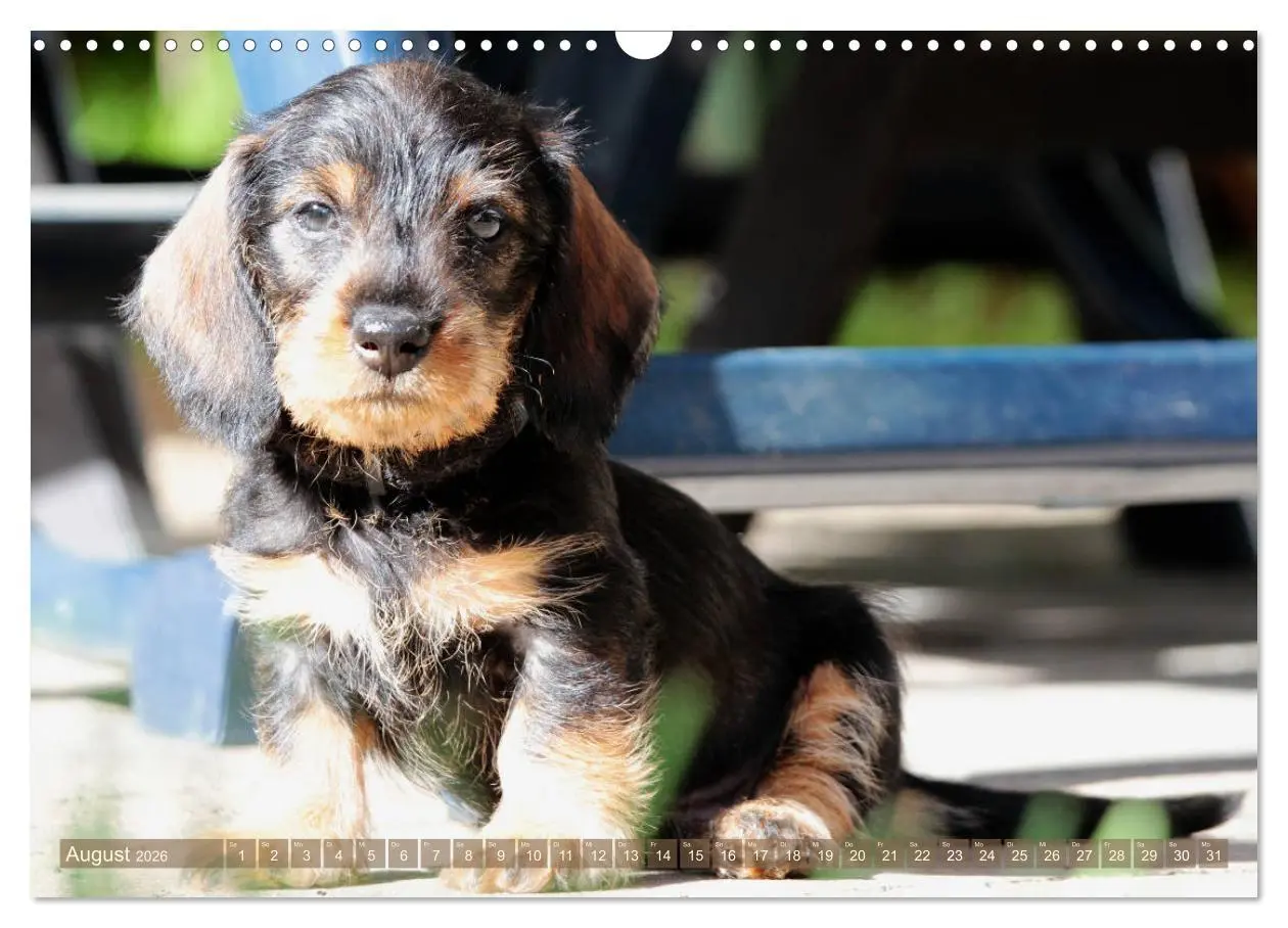 Bild: 9783457695135 | Rauhaarige Welpenstube (Wandkalender 2026 DIN A3 quer), CALVENDO...