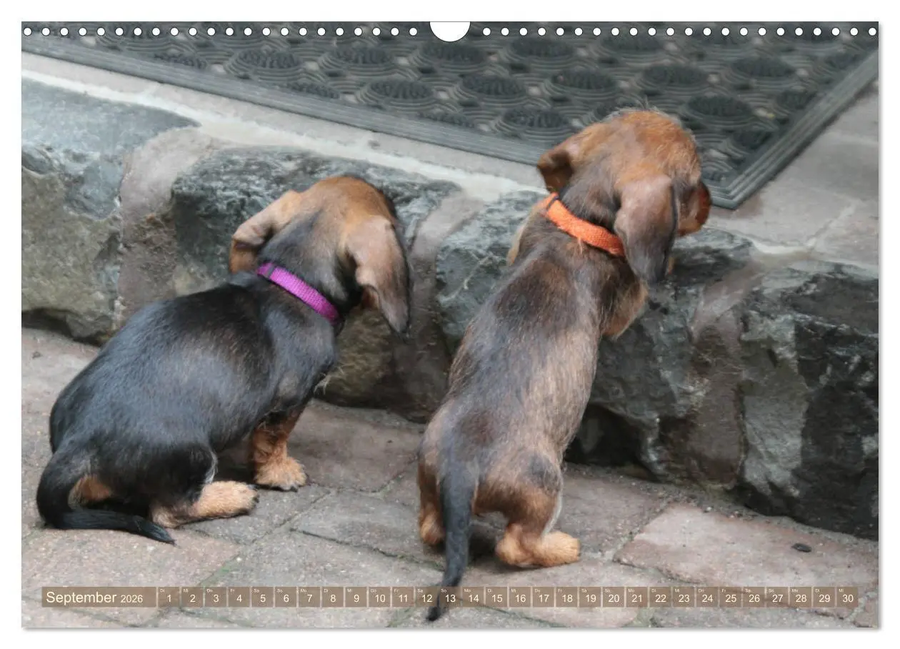 Bild: 9783457695135 | Rauhaarige Welpenstube (Wandkalender 2026 DIN A3 quer), CALVENDO...