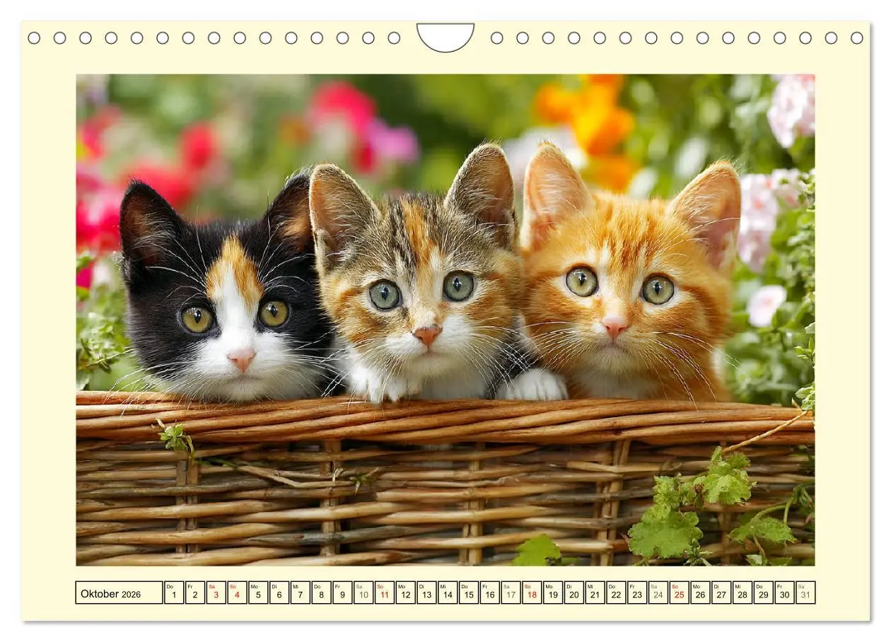 Bild: 9783516095135 | Geliebte Katzen. Unsere zauberhaften Hauskatzen im Garten...