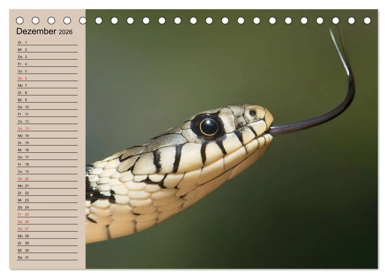 Bild: 9783457995235 | Schlangen (Tischkalender 2026 DIN A5 quer), CALVENDO Monatskalender