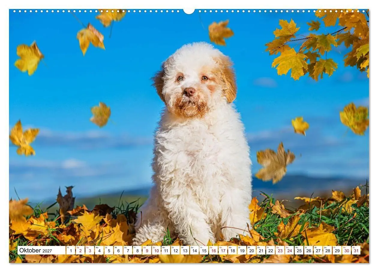 Bild: 9783594375235 | Lagotto Romagnolo - die Trüffelsucher Italiens (hochwertiger...