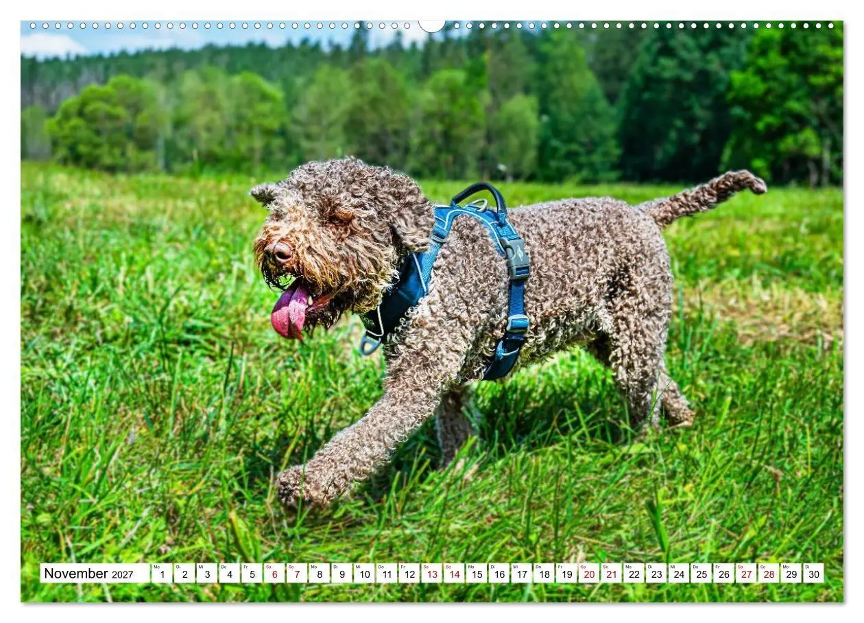 Bild: 9783594375235 | Lagotto Romagnolo - die Trüffelsucher Italiens (hochwertiger...