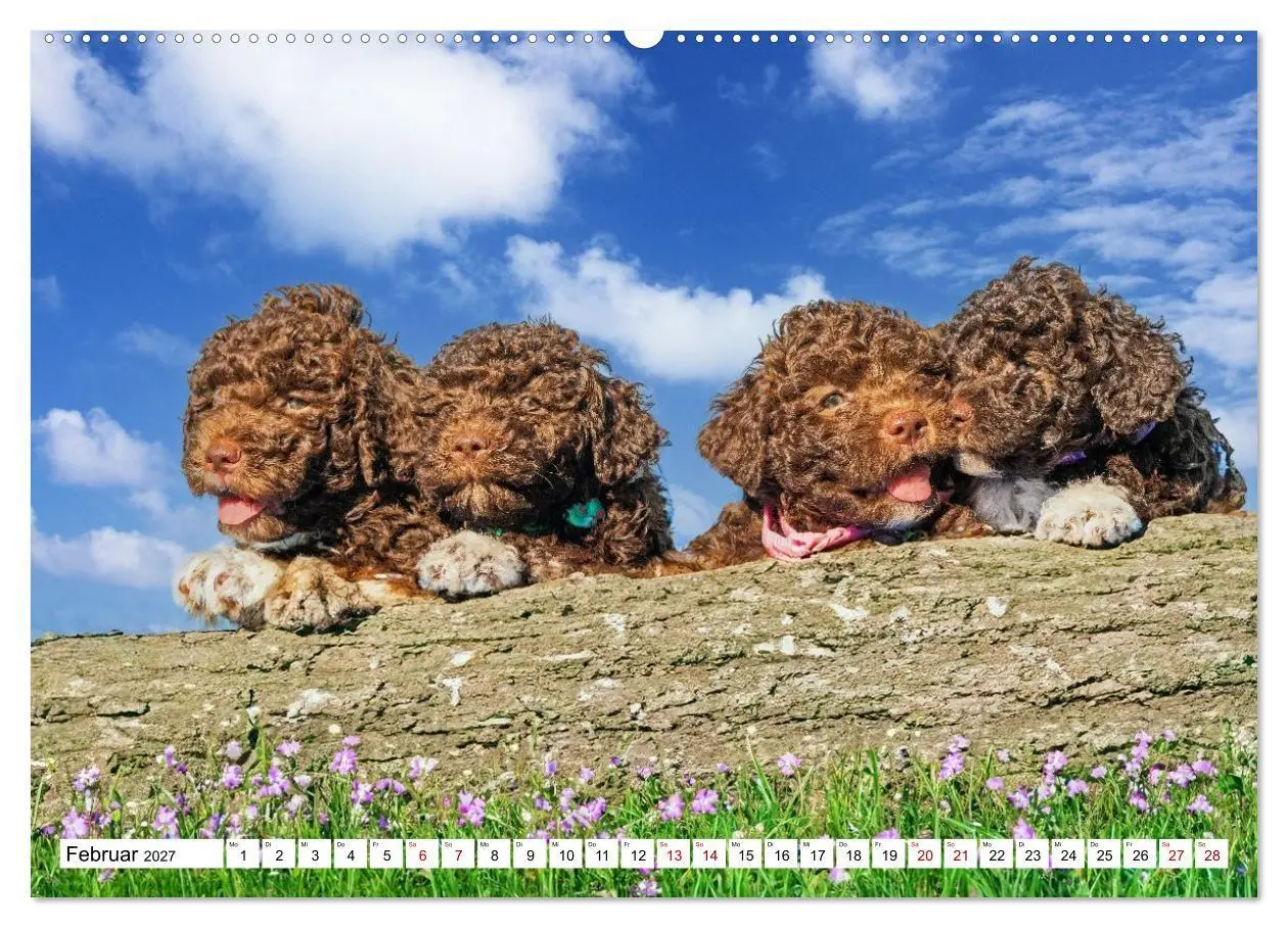 Bild: 9783594375235 | Lagotto Romagnolo - die Trüffelsucher Italiens (hochwertiger...
