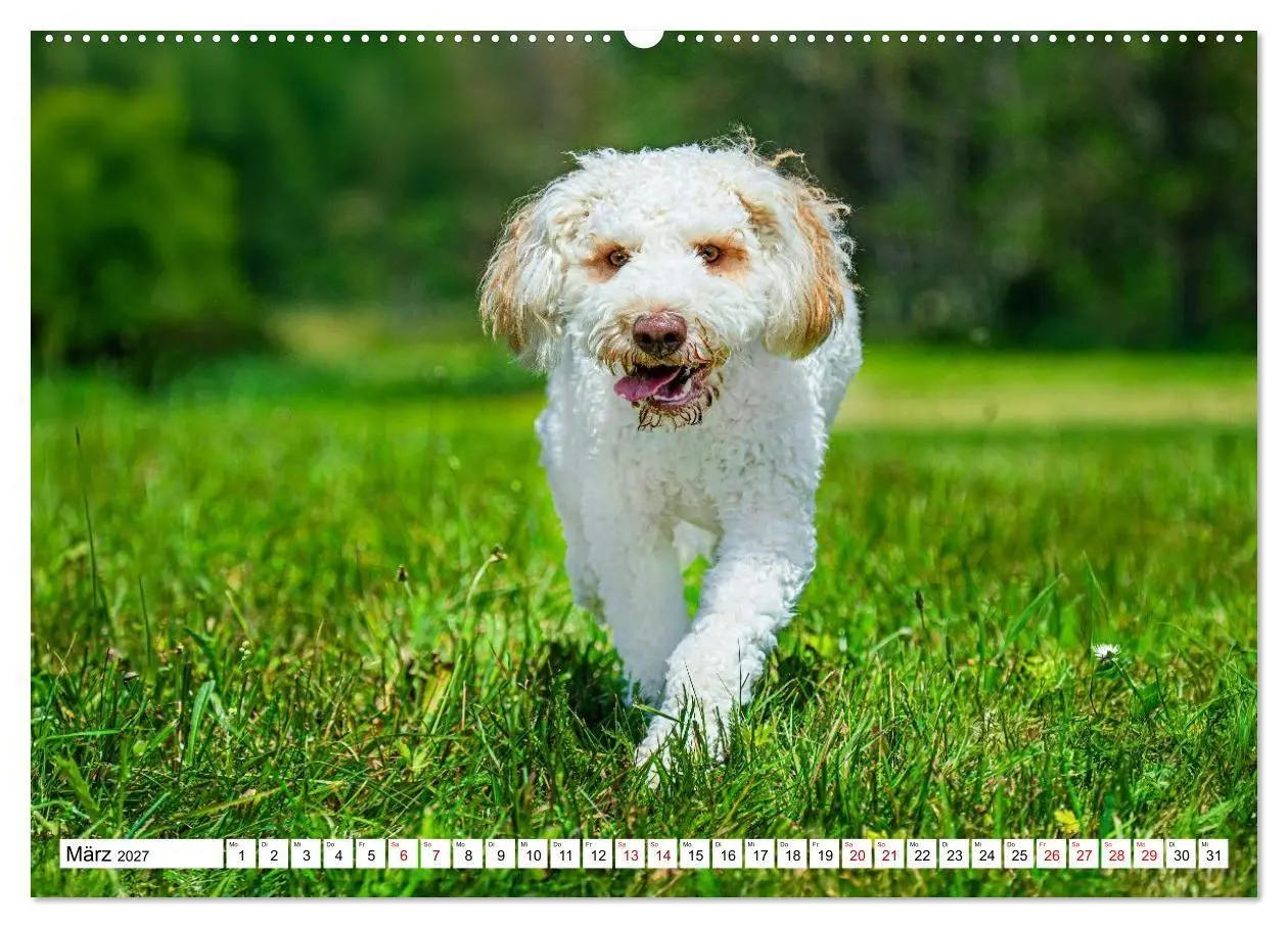 Bild: 9783594375235 | Lagotto Romagnolo - die Trüffelsucher Italiens (hochwertiger...
