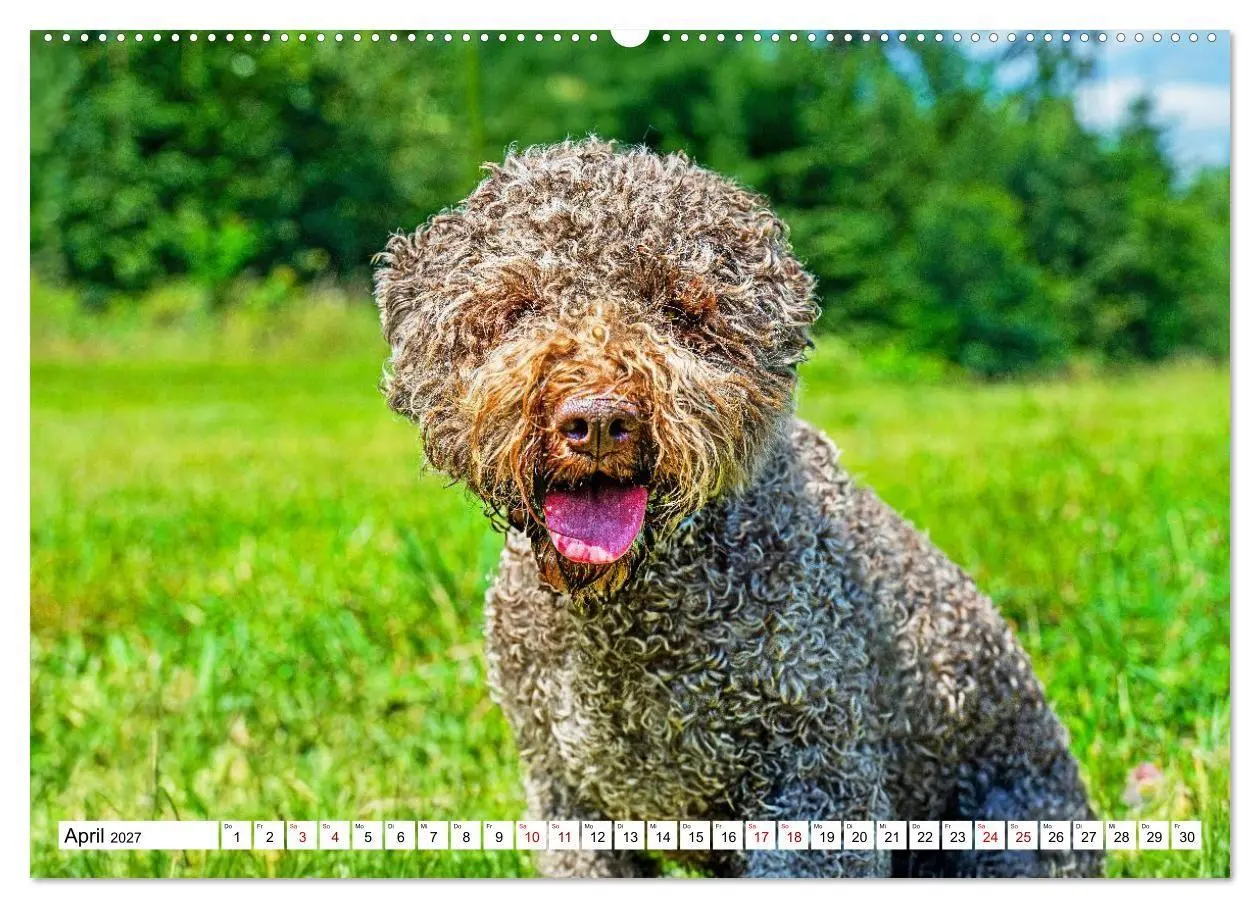 Bild: 9783594375235 | Lagotto Romagnolo - die Trüffelsucher Italiens (hochwertiger...