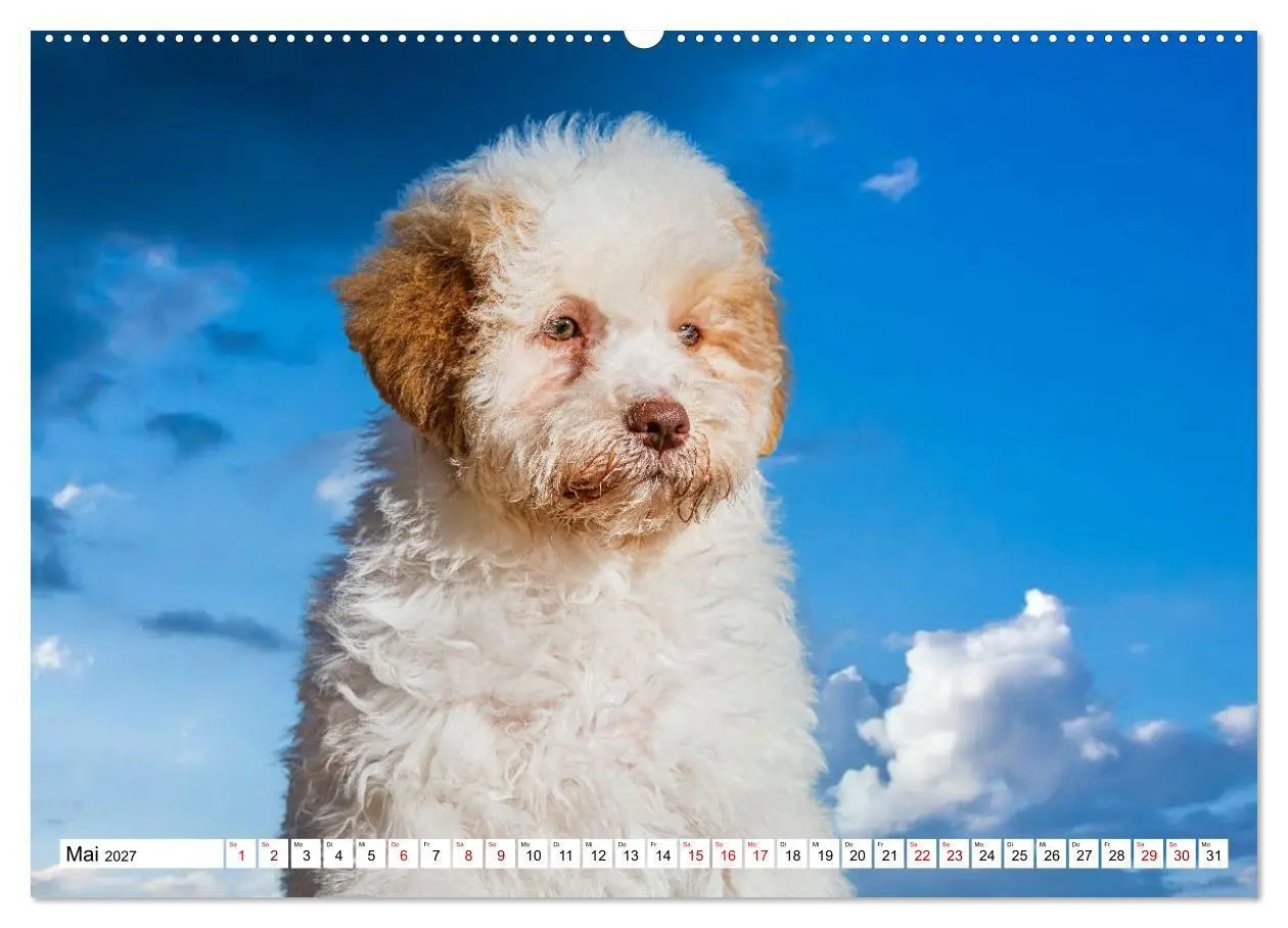 Bild: 9783594375235 | Lagotto Romagnolo - die Trüffelsucher Italiens (hochwertiger...