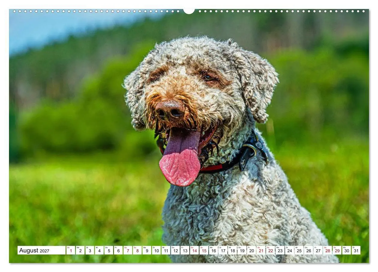 Bild: 9783594375235 | Lagotto Romagnolo - die Trüffelsucher Italiens (hochwertiger...