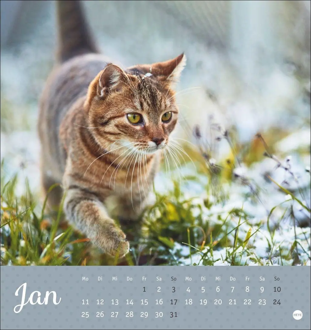 Bild: 9783756415335 | Katzen Postkartenkalender Kleine Tiger 2027 | Heye | Kalender | 13 S.