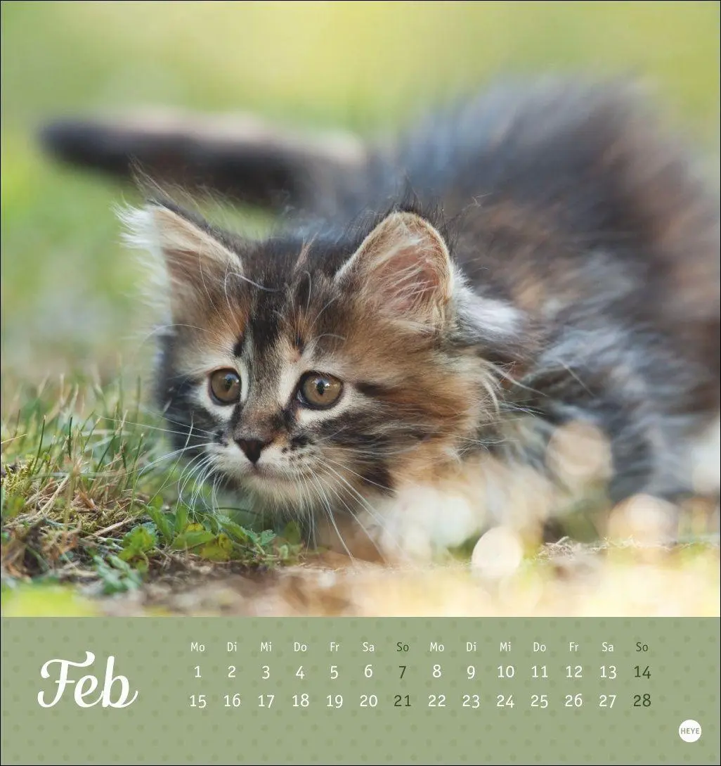 Bild: 9783756415335 | Katzen Postkartenkalender Kleine Tiger 2027 | Heye | Kalender | 13 S.