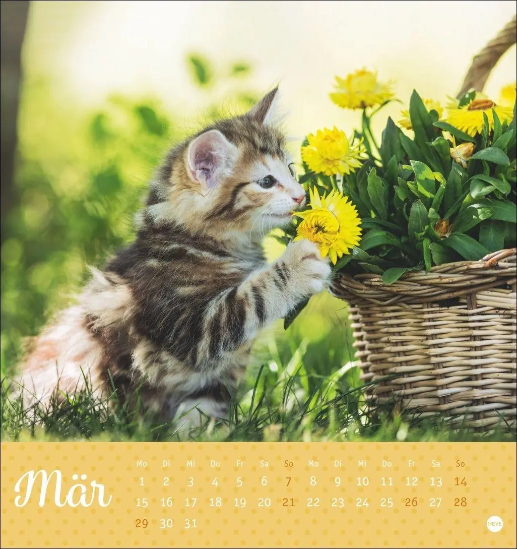 Bild: 9783756415335 | Katzen Postkartenkalender Kleine Tiger 2027 | Heye | Kalender | 13 S.