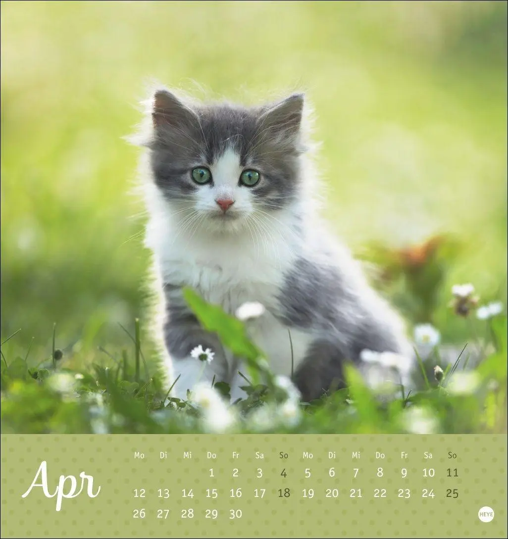 Bild: 9783756415335 | Katzen Postkartenkalender Kleine Tiger 2027 | Heye | Kalender | 13 S.