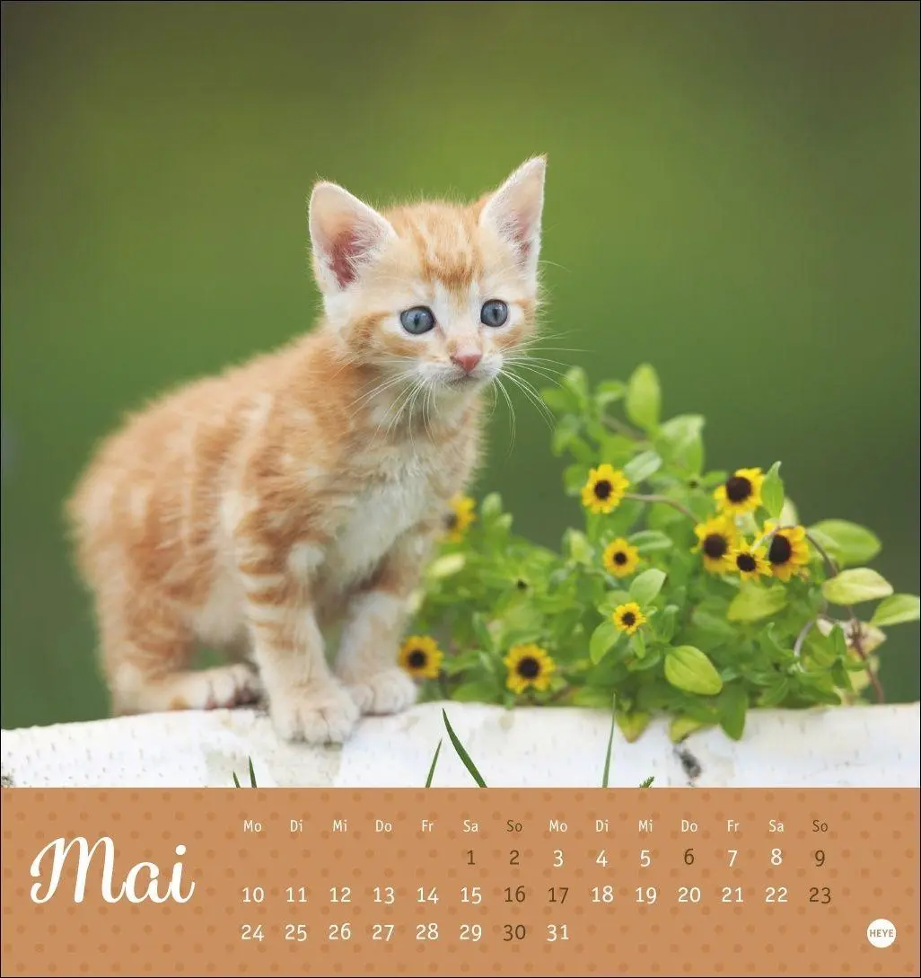 Bild: 9783756415335 | Katzen Postkartenkalender Kleine Tiger 2027 | Heye | Kalender | 13 S.